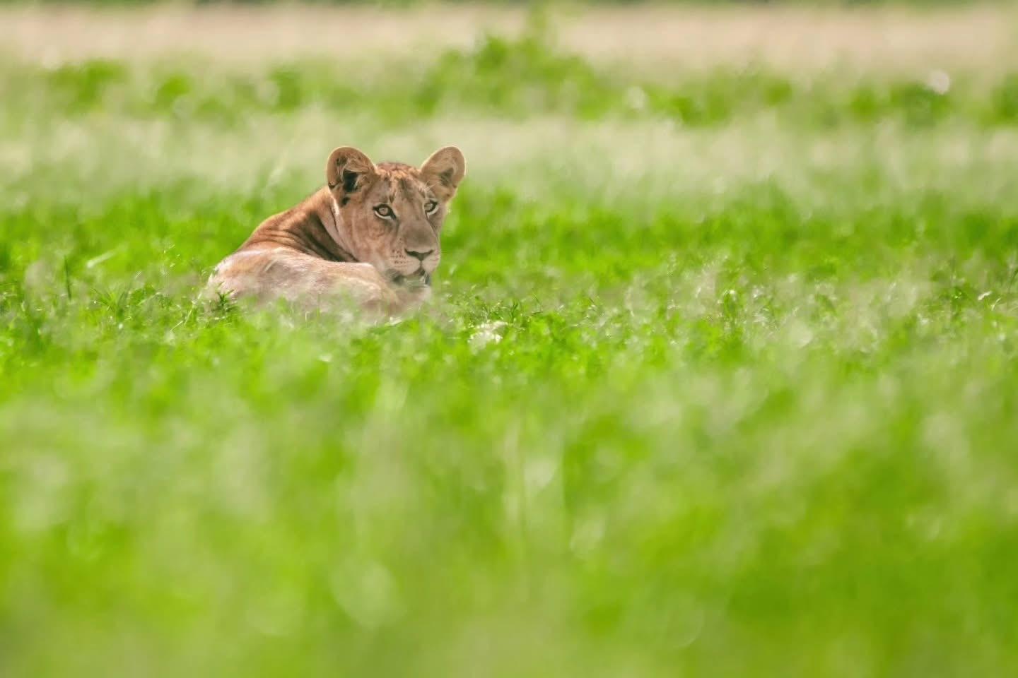 Katsmo safari Uganda-Wildlife excursions Uganda